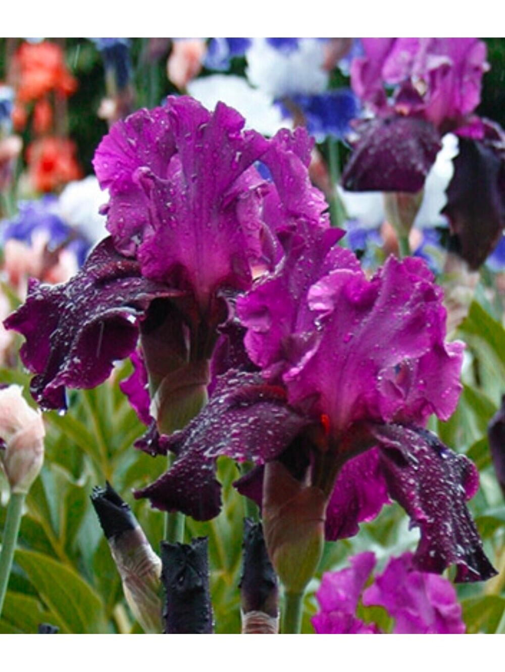 LIVE PLANT: PLUM BEARDED IRIS